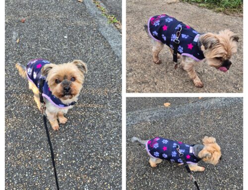 Hunde-Mäntelchen für Nelly 🐾🐾