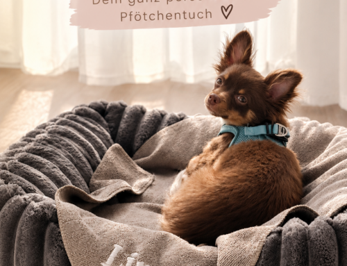 Willkommen kleiner Lino – ein Pfötchentuch mit persönlicher Note 🐾🤎
